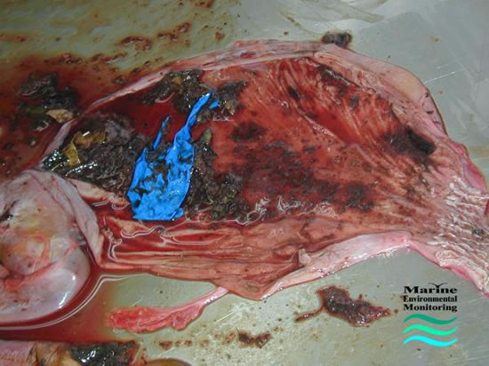 "Biodegradable" Latex Balloon fragment in stomach of green turtle