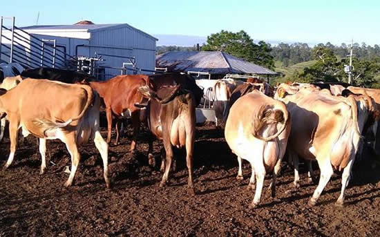 Shane Hickey has 120 cows on his farm