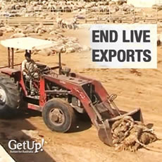Ban Live Exports